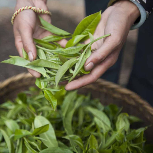 최상의 품질을 가진 찻잎 선별